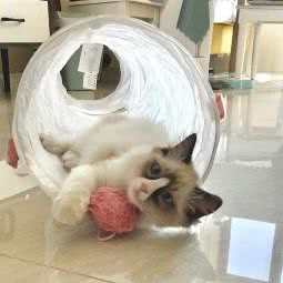 咪优猫舍:南京市浦口区天润城/天悦城附近