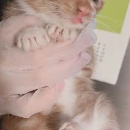 饭饭家宠物店:南京市浦口区南京信息工程大学附近