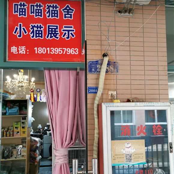 喵喵猫舍小猫展示:南京市浦口区明发滨江附近