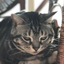 宝乐康动物医院:北京城区房山区良乡附近