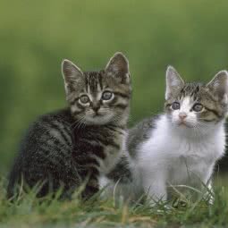 圣康宠物医院:北京城区房山区良乡附近