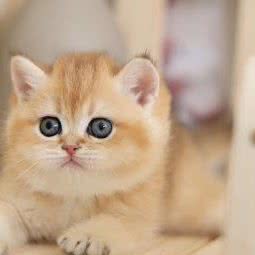 小宠当家:南京市浦口区澳林广场附近