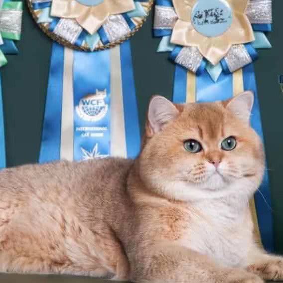 红猫馆宠物沙龙:南京市浦口区高新区附近