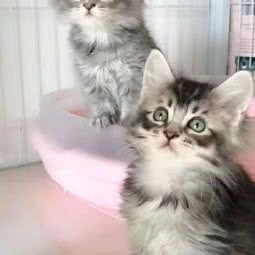 喵喵萌宠物店:南京市浦口区威尼斯水城附近