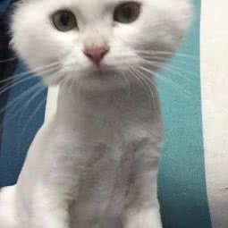 久久爱宠生活馆:北京城区房山区城关街道附近