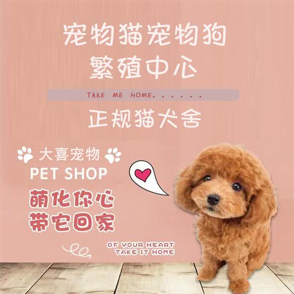 大喜宠物猫狗活体专卖:南京市栖霞区马群街道附近