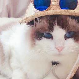 猫开的的狗店:南京市栖霞区和燕路附近