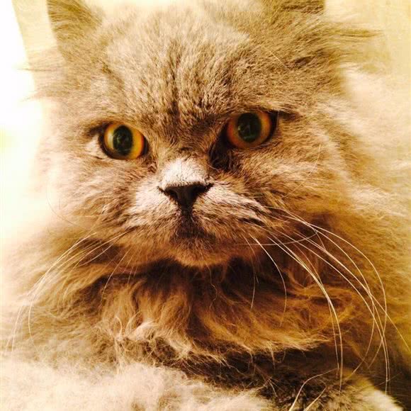 鹿绒绒宠物:南京市栖霞区和燕路附近