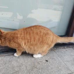 派多格宠物:南京市栖霞区尧化门街区附近