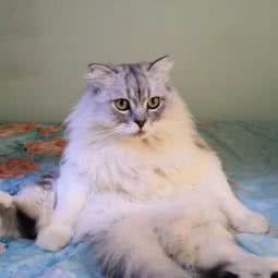 宠怡佳宠物诊所:南京市栖霞区万寿商业街附近