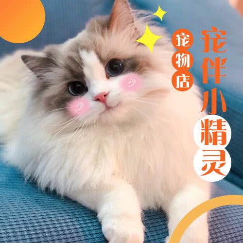 宠伴小精灵宠物店:南京市栖霞区摄山附近