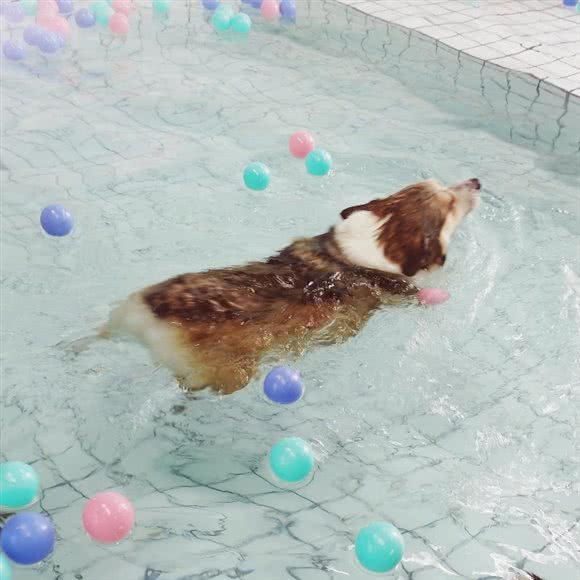 柯维宠物:南京市栖霞区百水芊城附近