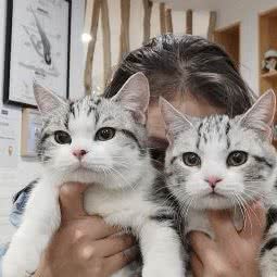 猫公馆CFA猫舍:南京市雨花台区紫荆广场/宜家附近