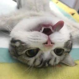 泽维尔宠物诊所:南京市雨花台区铁心桥/三江学院附近