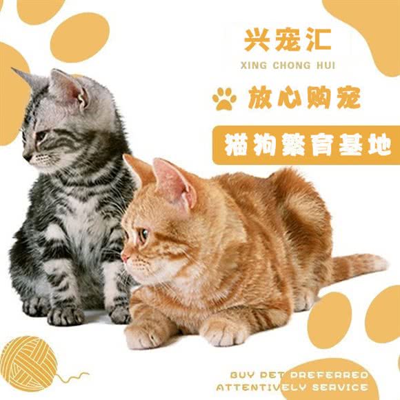 兴宠汇 宠物猫狗专卖:南京市雨花台区虹悦城附近