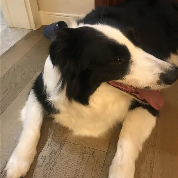 小宠迷你:南京市雨花台区南京南站/明发附近