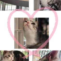 汪与喵:南京市雨花台区南京南站/明发附近