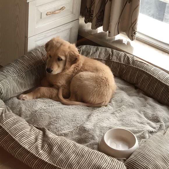 爱凯尔宠物医院:南京市雨花台区南京南站/明发附近