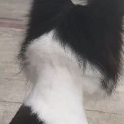 萌动宠物馆:南京市雨花台区安德门/小行附近