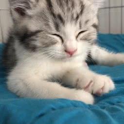 阳光家猫舍sunny cat