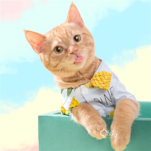 卡多宠物摄影:南京市雨花台区安德门/小行附近