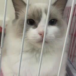 菲宠宠物:南京市雨花台区安德门/小行附近