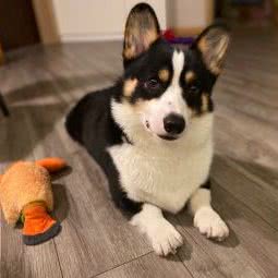 苑小宠:南京市雨花台区将军山附近