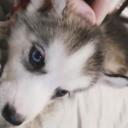 哈皮宠物馆:南京市雨花台区板桥附近