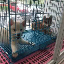 逗柴宠屋:南京市雨花台区岱山新城附近