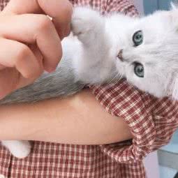 猫腻儿·猫咪生活馆:北京城区房山区城关街道附近