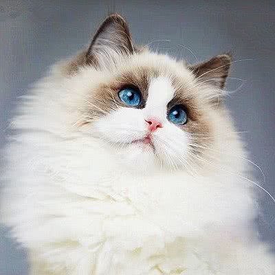 西西名猫馆:南京市江宁区百家湖附近