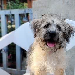 团团和姐姐的宠物民宿家庭寄养:南京市江宁区开发区附近