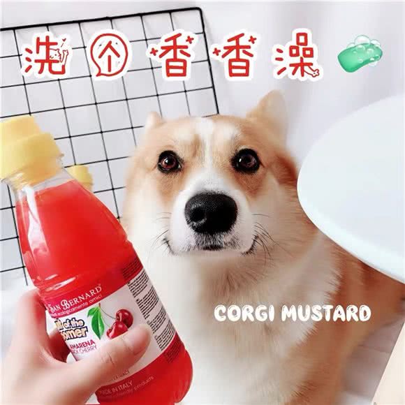 尚宠·宠物生活馆:北京城区朝阳区三里屯/工体附近