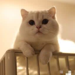 提莫宠物店:南京市江宁区东山镇附近