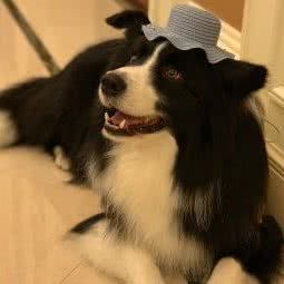 派多格宠物(殷巷店):南京市江宁区殷巷附近