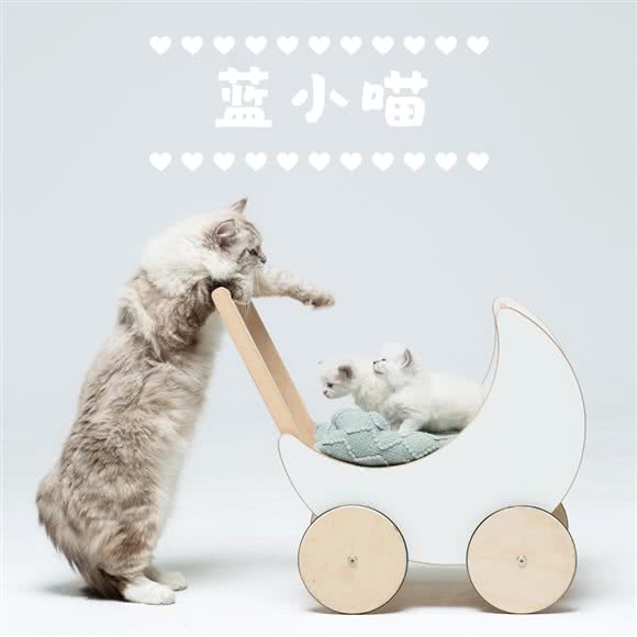 蓝小喵宠物店:南京市江宁区江宁科学园附近