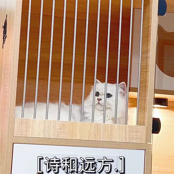 喵殿私宠:南京市江宁区江宁科学园附近