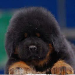 集佰宠宠物医院:南京市江宁区江宁科学园附近