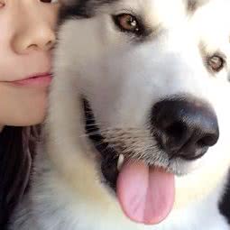 二狗子家庭宠物寄养:南京市江宁区江宁大学城附近