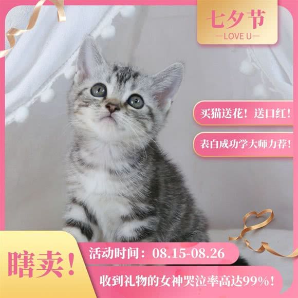 桃桃小猫咪幼儿园:南京市江宁区江宁大学城附近