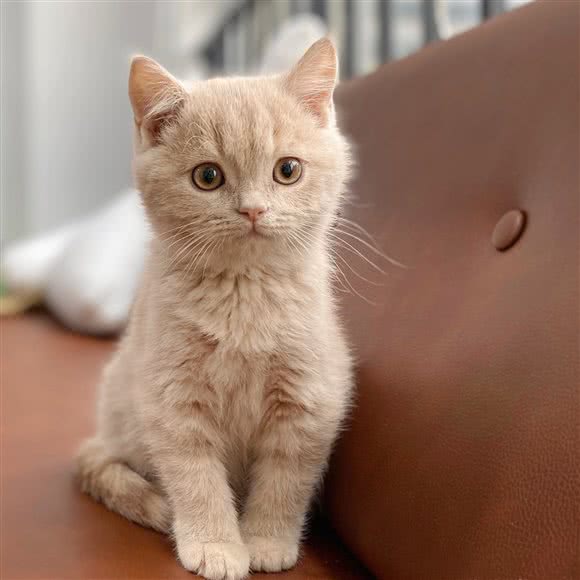 桃桃小猫咪幼儿园(只做猫咪的家庭式宠物店):南京市江宁区江宁大学城附近