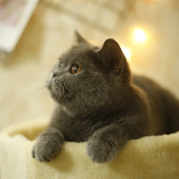 乐成宠物医院:南京市江宁区江宁大学城附近