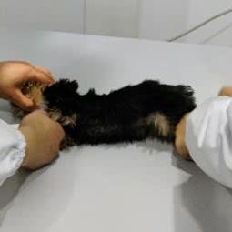 乐成宠物医院:南京市江宁区江宁大学城附近