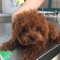 瑞贝儿宠物医院(禄口店):南京市江宁区禄口机场附近