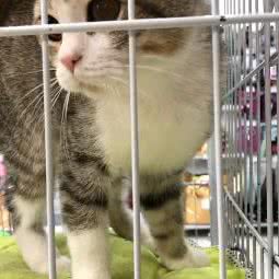 派多格宠物店(科建路店):南京市江宁区竹山路沿线附近