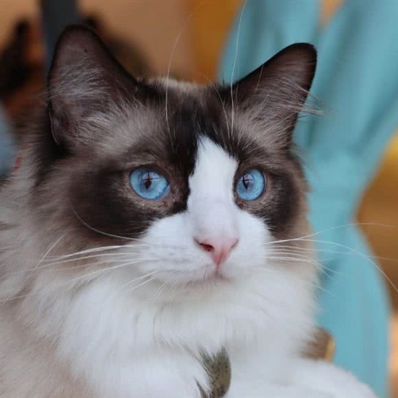 漫喵时光撸猫馆:南京市江宁区托乐嘉附近