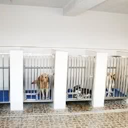 犬帝宠物寄养中心:北京城区房山区窦店镇附近