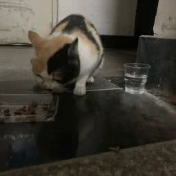 雷宝宠溺:南京市江宁区九龙湖滨天地附近