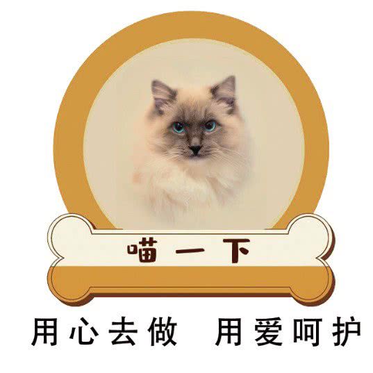 喵一下·猫咖·撸猫·购宠·购物:南京市江宁区麒麟门附近