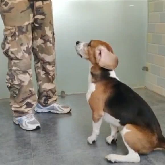 柚子宠物训练寄养乐园店:南京市江宁区江宁滨江开发区附近